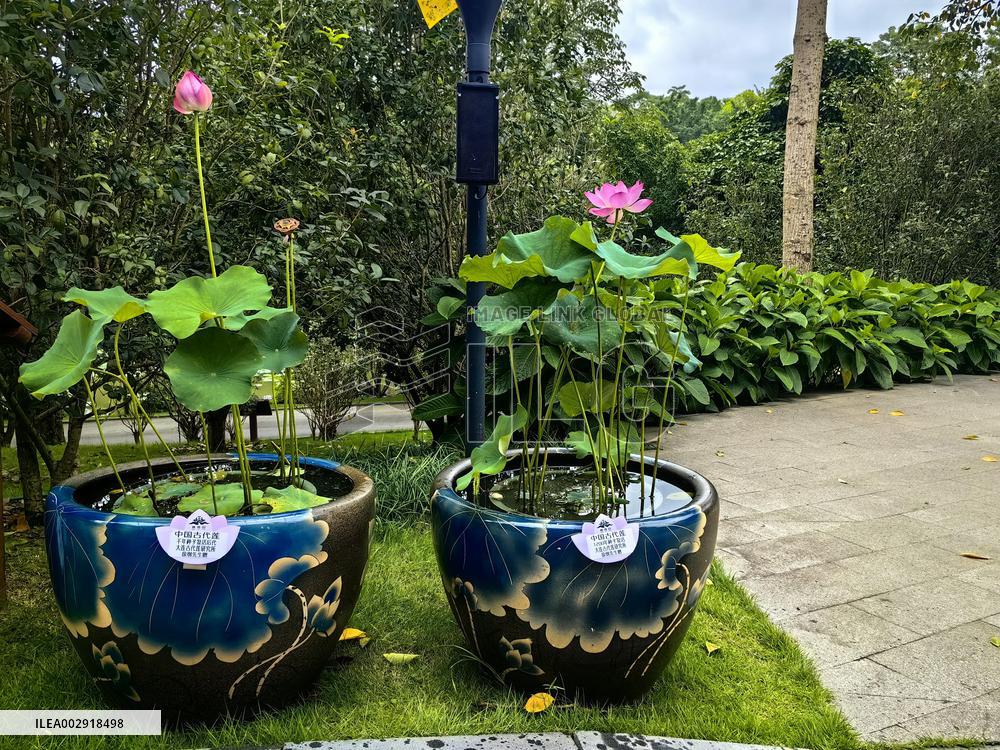 CHINA-GUANGXI-NANNING-MILLENNIUM-OLD LOTUS SEED-BLOSSOM (CN)