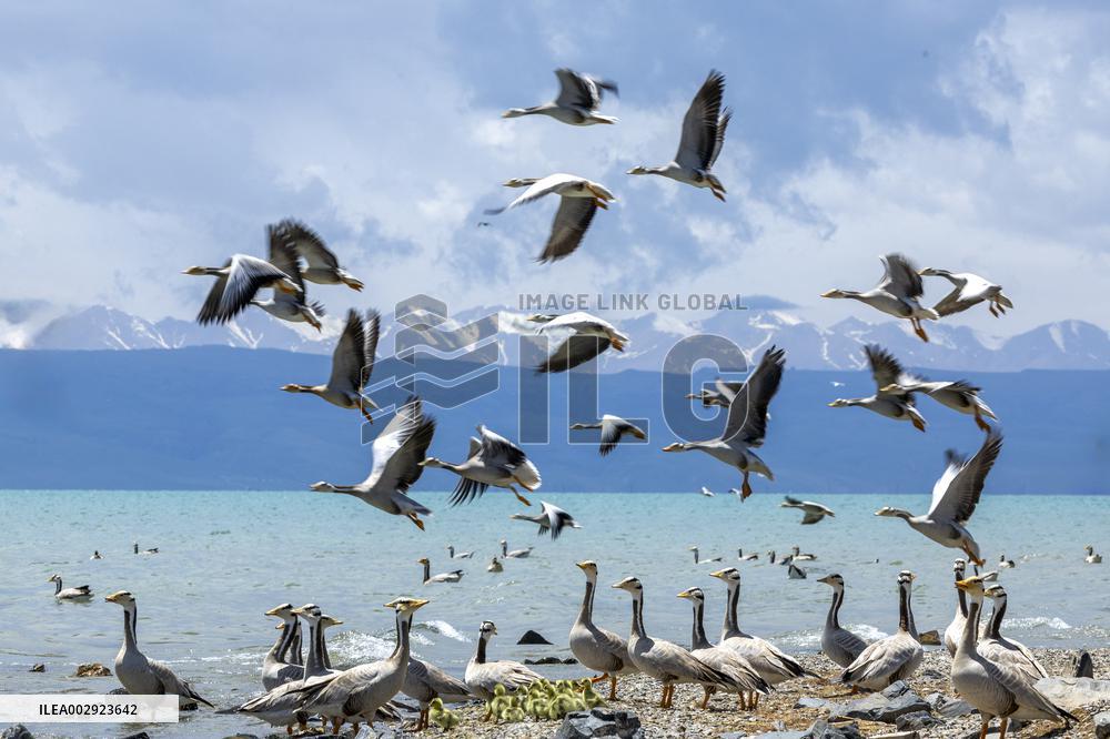 Xinhua Headlines: Conservation efforts help rare fish flourish in China's largest lake