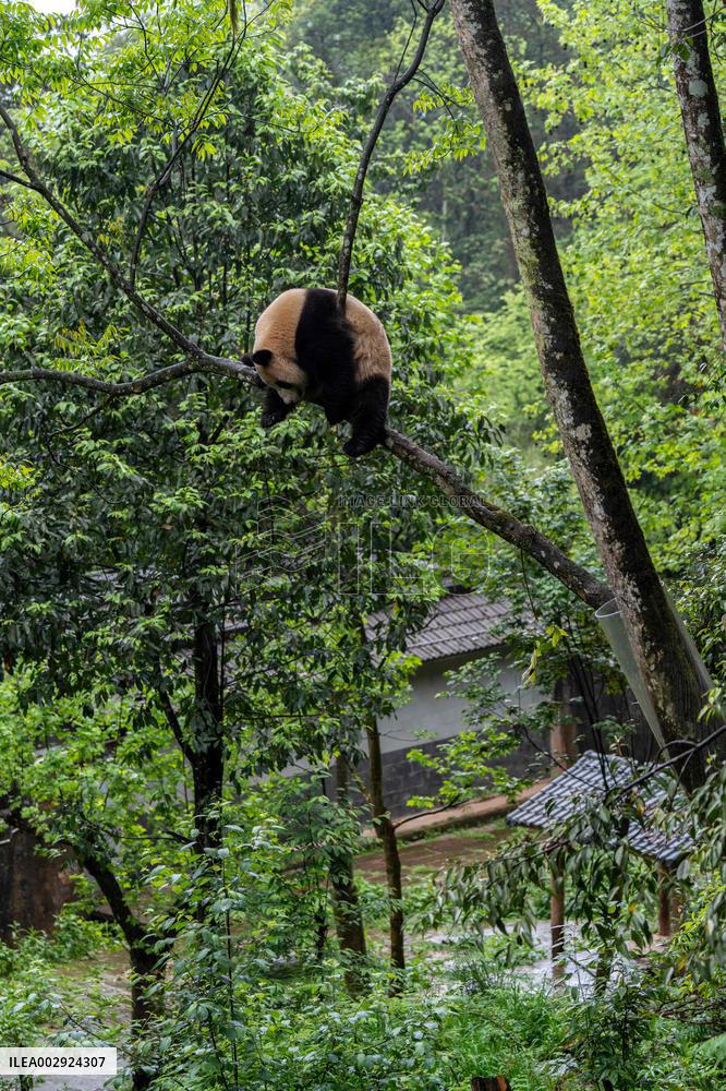 CHINA-SICHUAN-YA'AN-GIANT PANDA-U.S.-DEPARTURE (CN)
