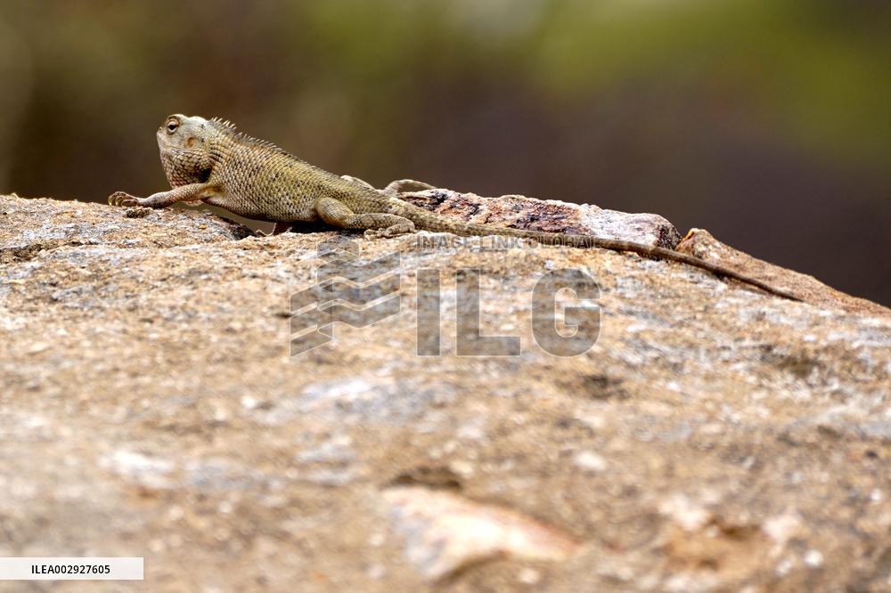 A Chameleon Is Seen Climbing On A Rock - India