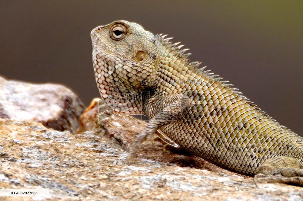 A Chameleon Is Seen Climbing On A Rock - India