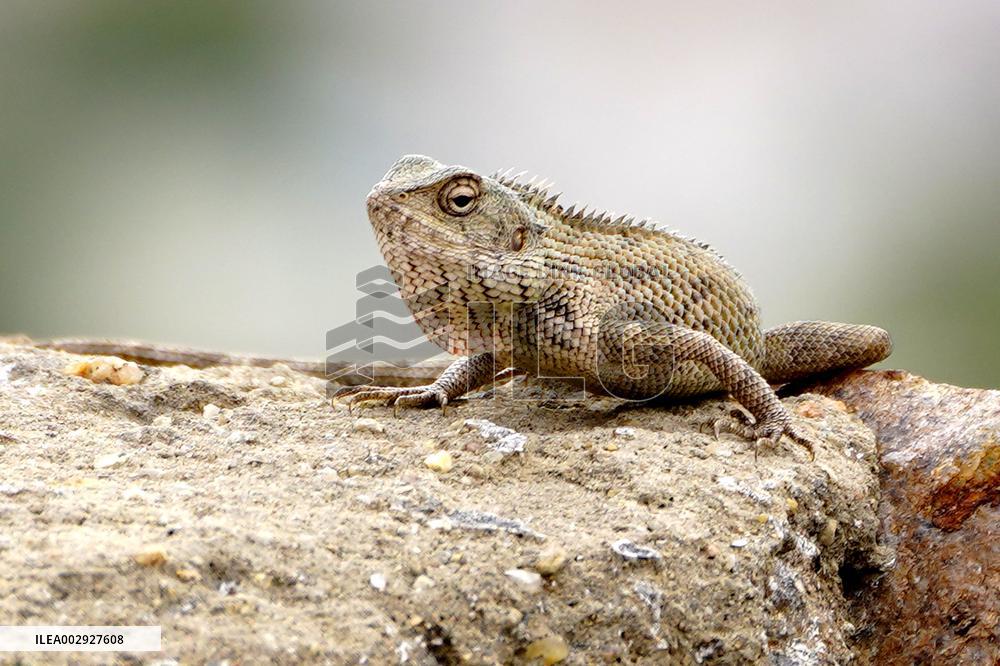 A Chameleon Is Seen Climbing On A Rock - India