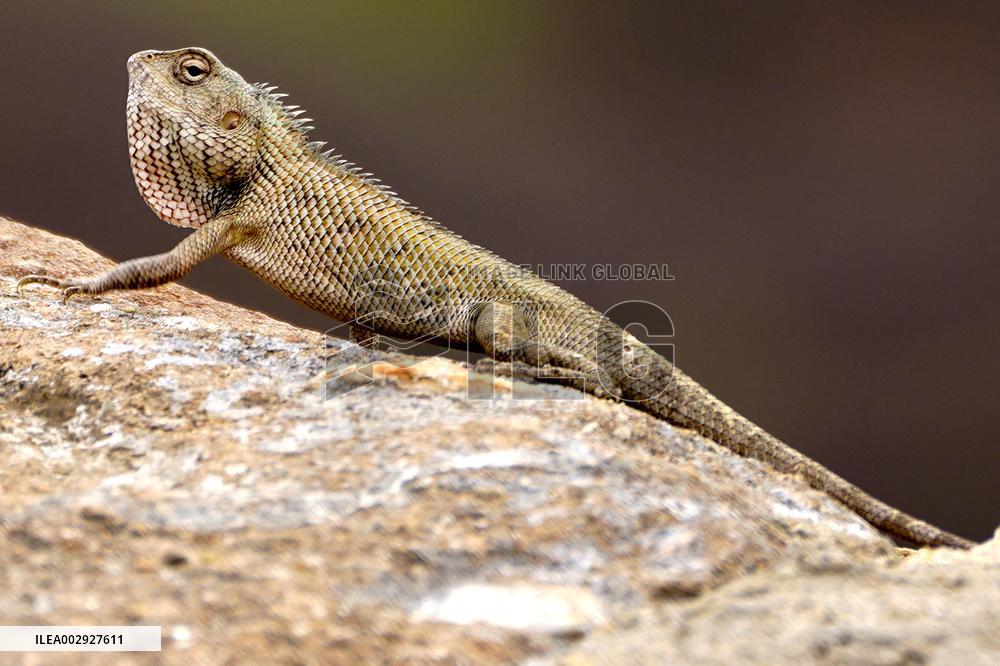 A Chameleon Is Seen Climbing On A Rock - India