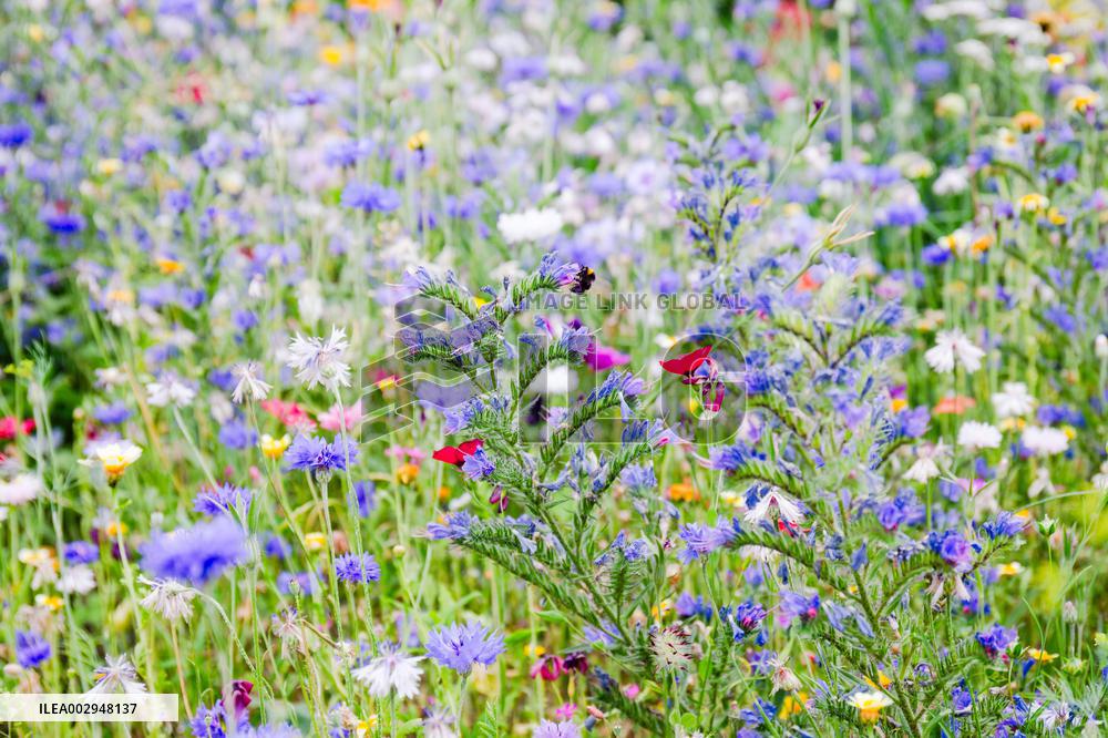 Biodiversity in city center