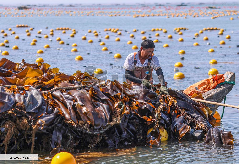 Kelp Harvest - China