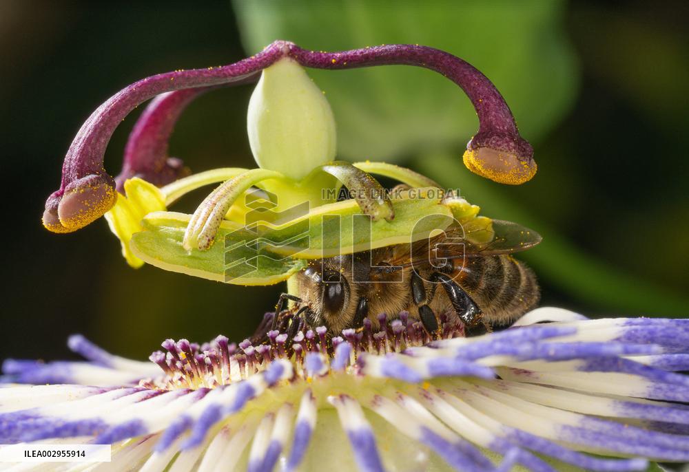 Bee Collecting Pollen In A Passionflower