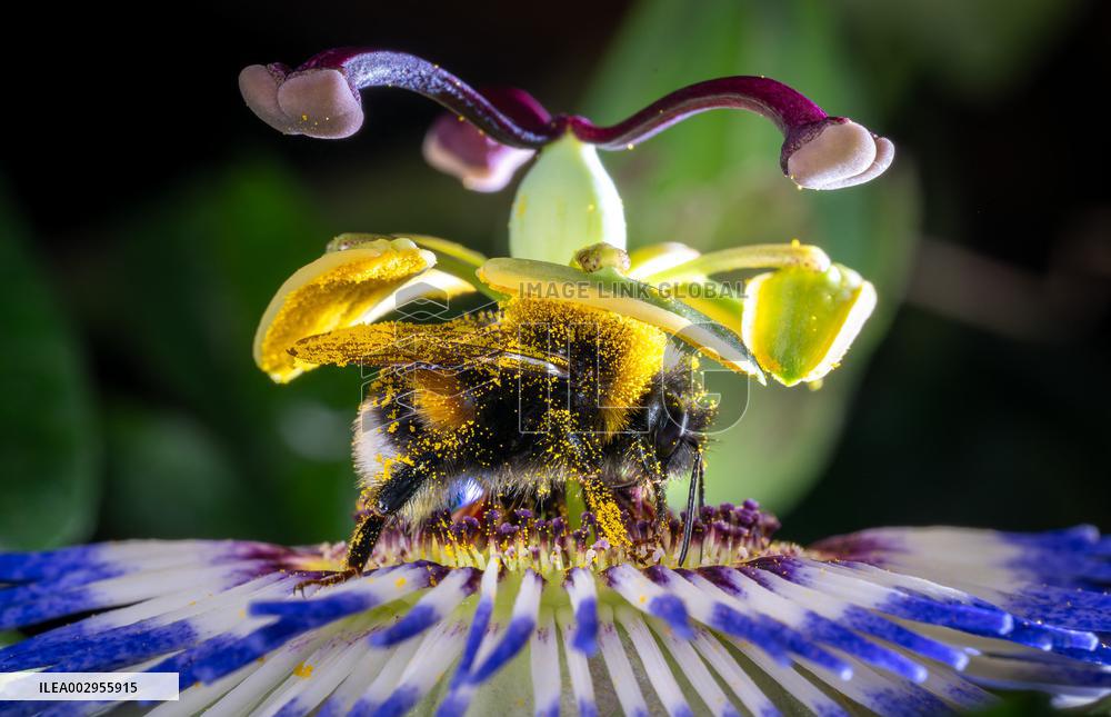 Bee Collecting Pollen In A Passionflower