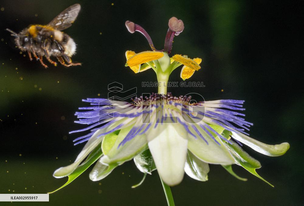 Bee Collecting Pollen In A Passionflower