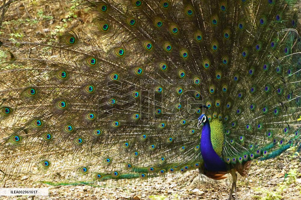 Peacock Displays Feathers - India