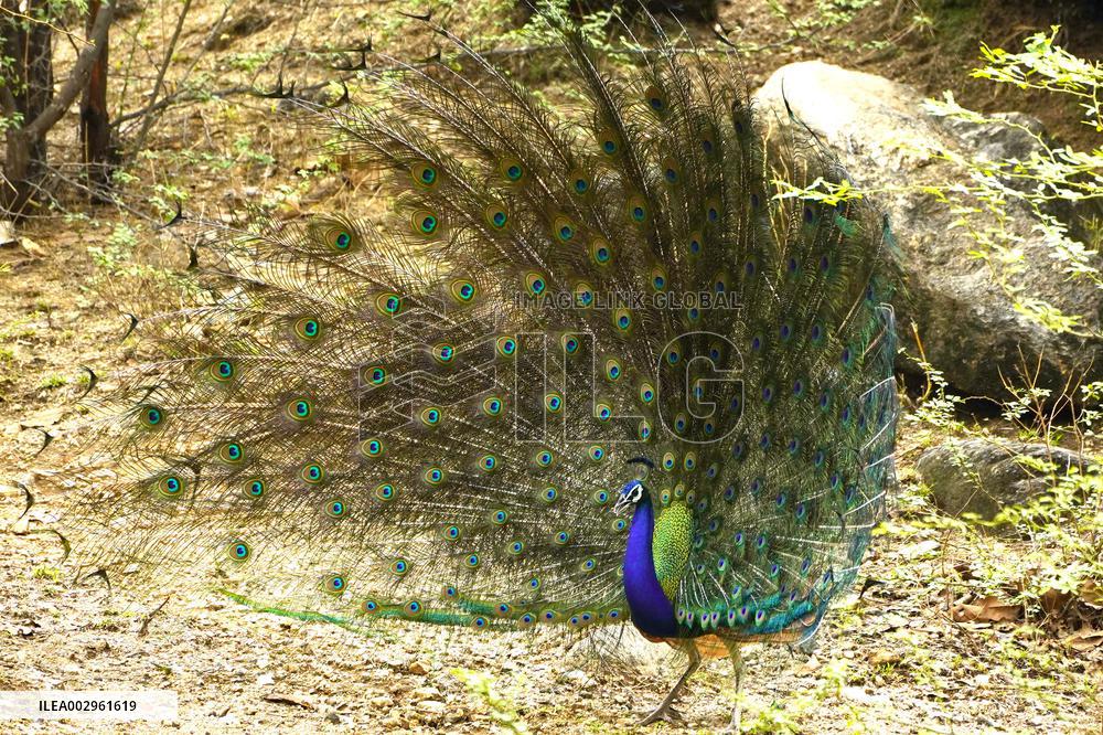 Peacock Displays Feathers - India