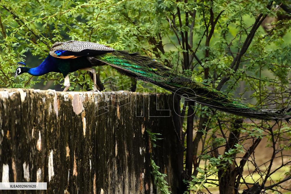Peacock Displays Feathers - India