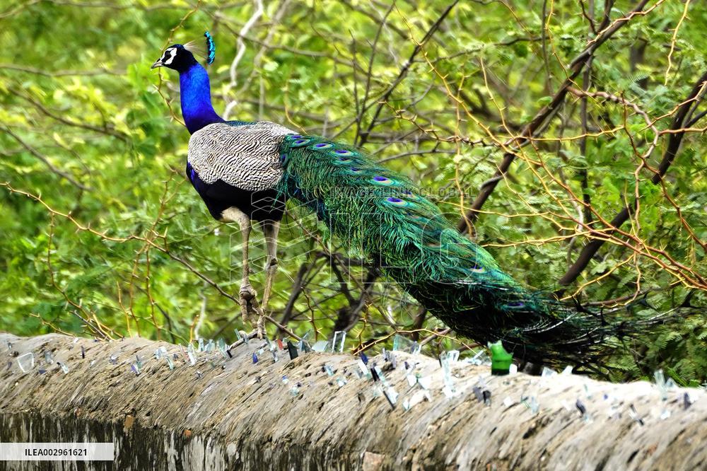 Peacock Displays Feathers - India