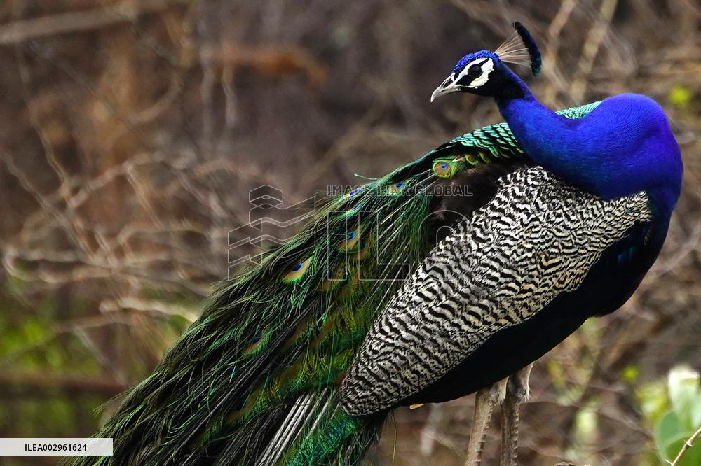 Peacock Displays Feathers - India