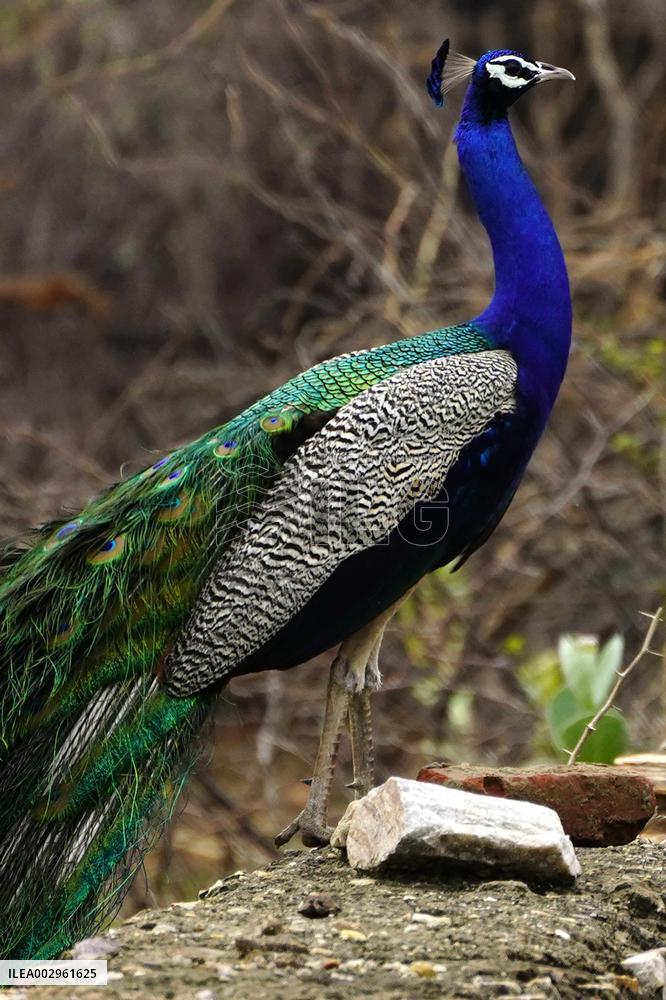 Peacock Displays Feathers - India