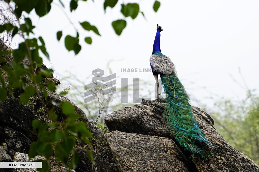 Peacock Displays Feathers - India