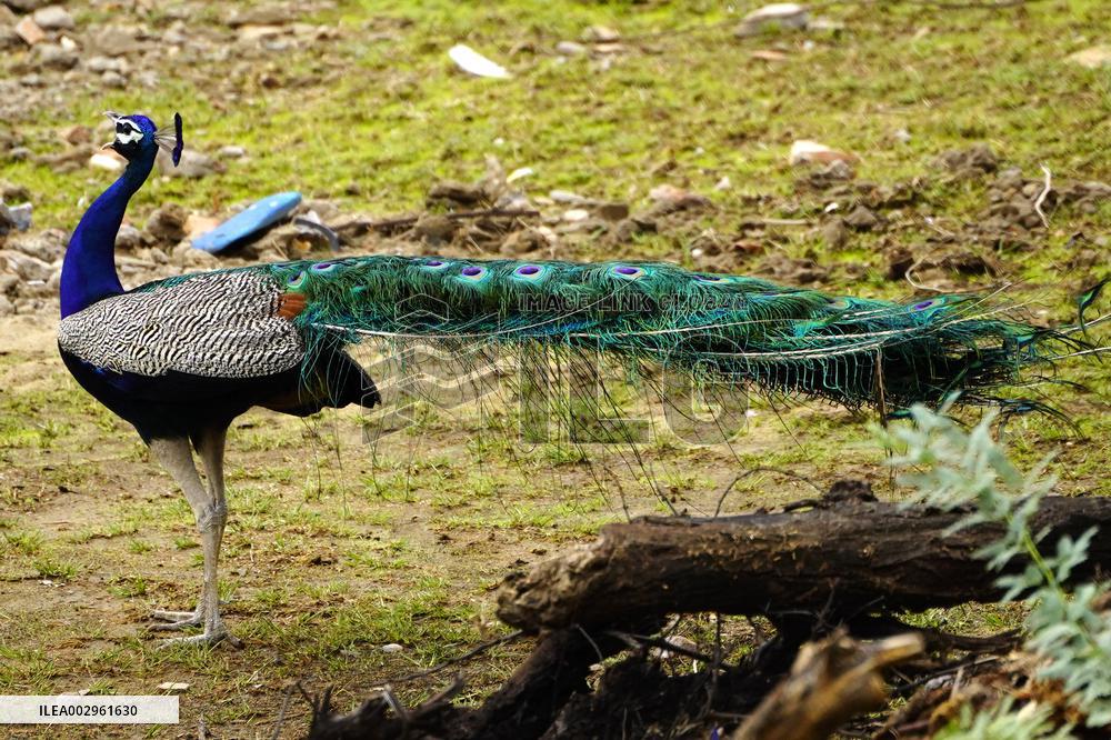 Peacock Displays Feathers - India