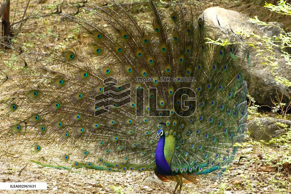 Peacock Displays Feathers - India