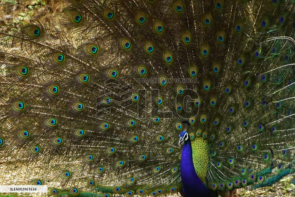 Peacock Displays Feathers - India