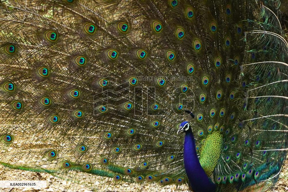 Peacock Displays Feathers - India