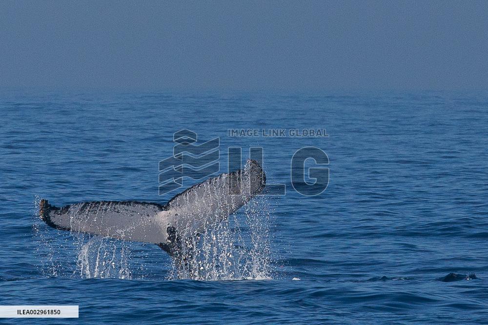 BRAZIL-RIO DE JANEIRO-HUMPBACK WHALE