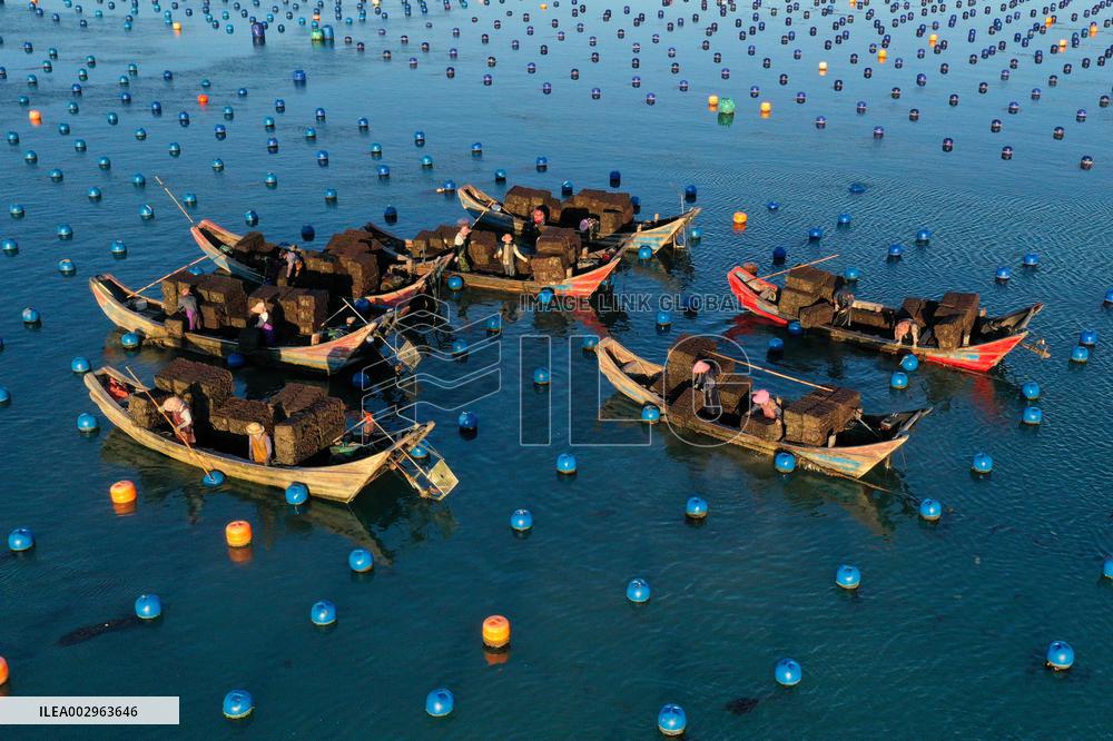 Abalone Harvest in Fuzhou