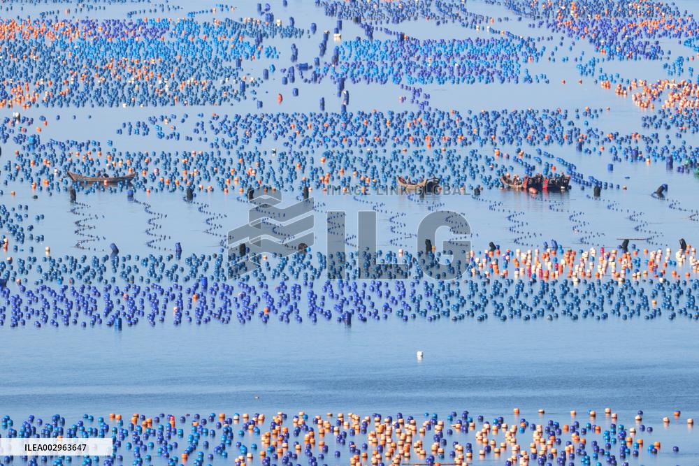 Abalone Harvest in Fuzhou