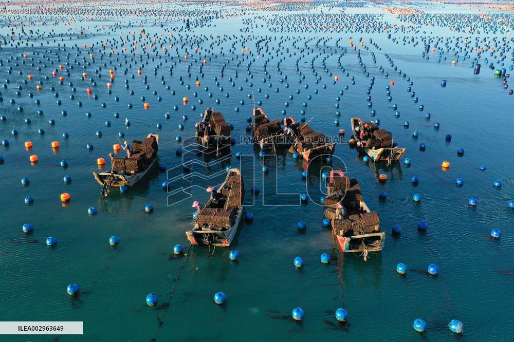Abalone Harvest in Fuzhou