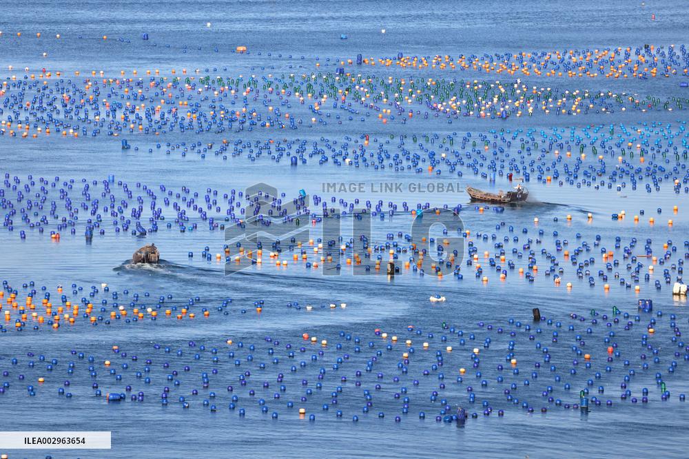 Abalone Harvest in Fuzhou