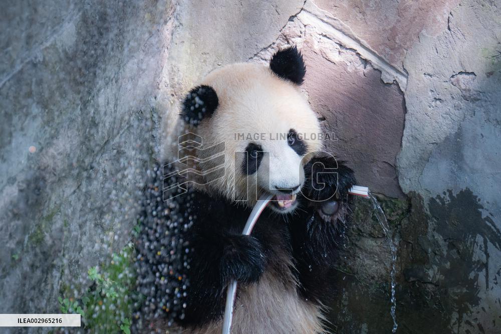 Giant panda Cools Off at Chongqing Zoo