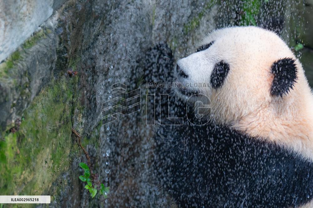 Giant panda Cools Off at Chongqing Zoo