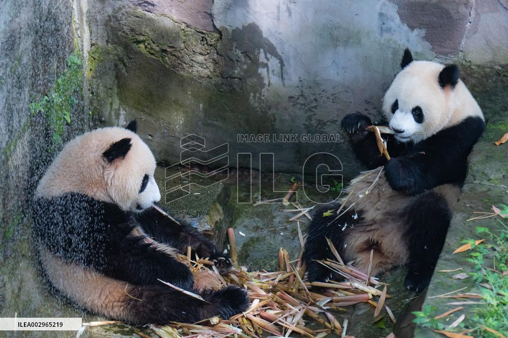 Giant panda Cools Off at Chongqing Zoo