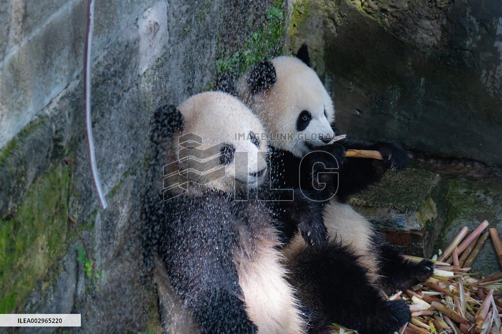 Giant panda Cools Off at Chongqing Zoo