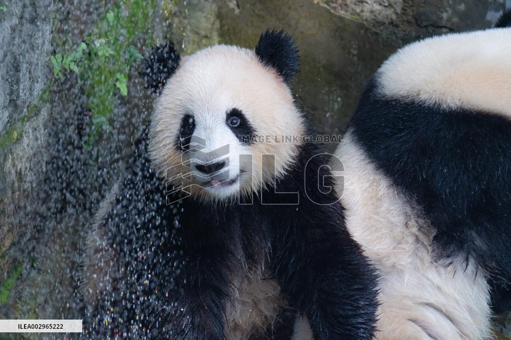 Giant panda Cools Off at Chongqing Zoo