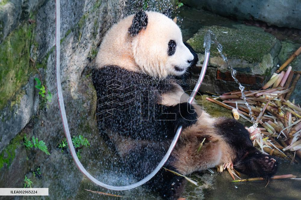 Giant panda Cools Off at Chongqing Zoo