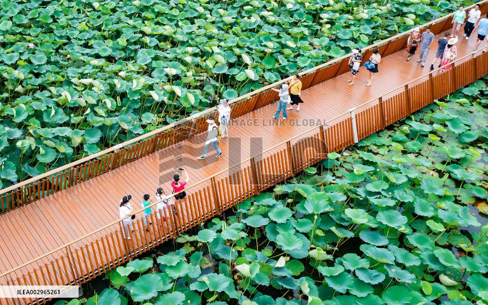 Tourists Enjoy The Lotus at Xuanwu Lake Park in Nanjing