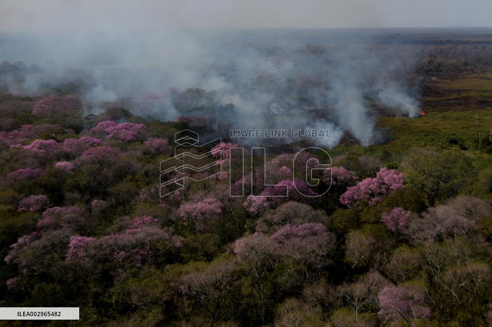 Forest Fire In Corumba - Brazil