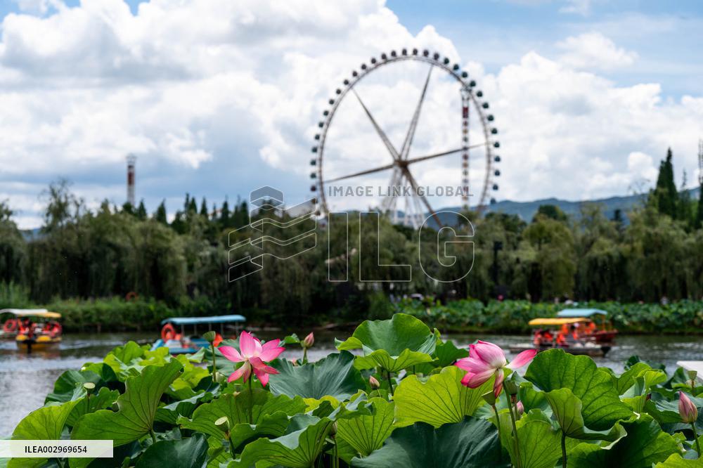 CHINA-YUNNAN-KUNMING-LOTUS FLOWERS (CN)