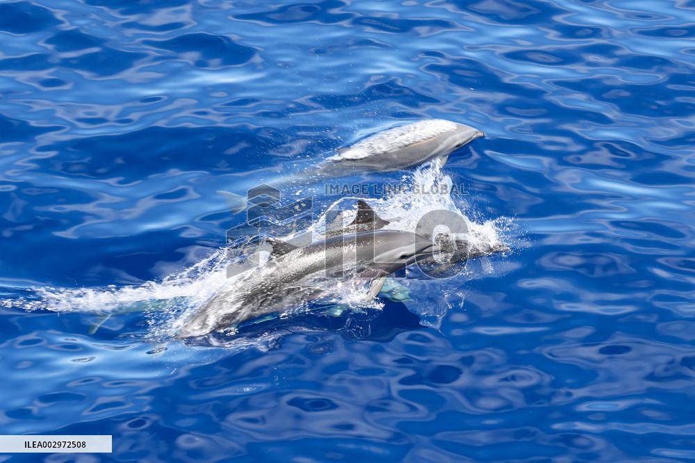 (HainanOutlook)CHINA-HAINAN-CETACEAN SPECIES-BIODIVERSITY (CN)