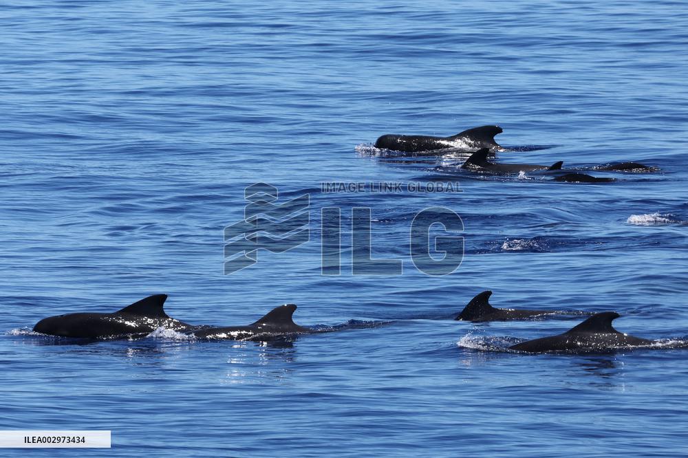 Marine Biodiversity Expedition - China