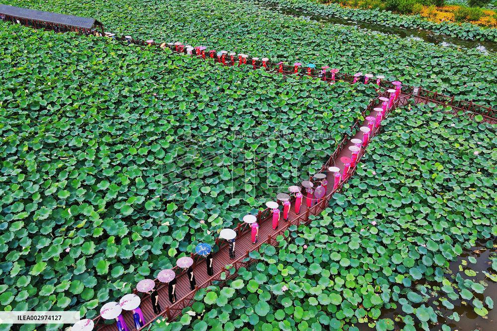 Cheongsam Lovers in A Lotus Pond in Rugao