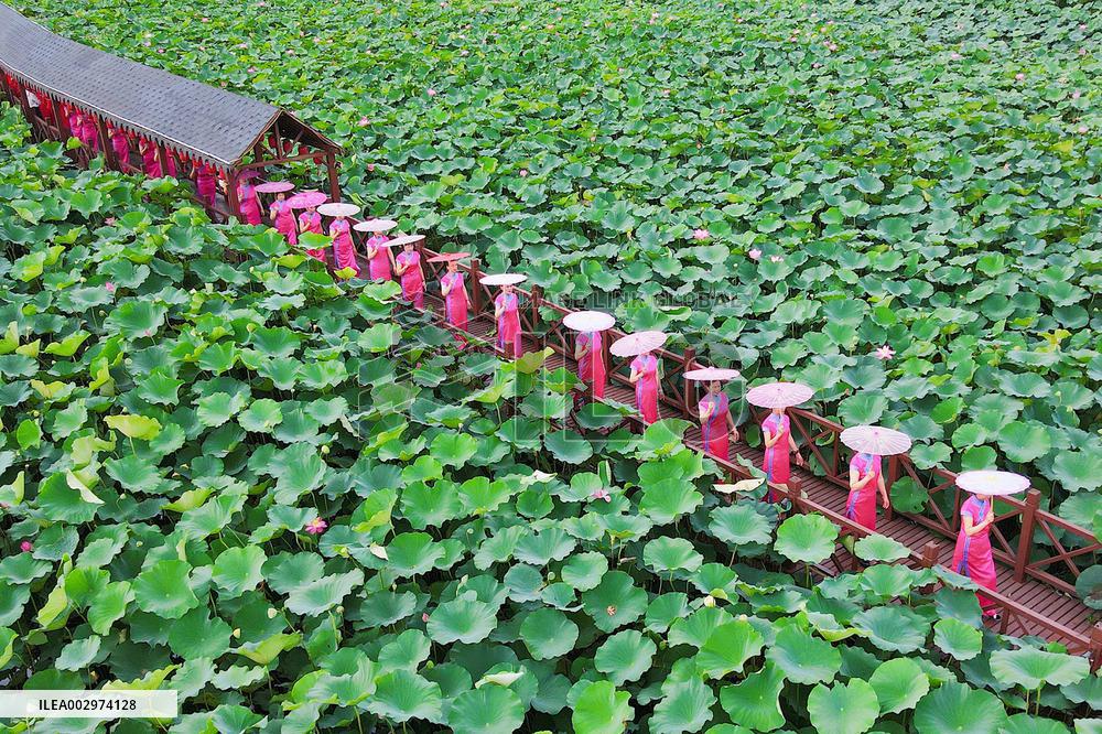 Cheongsam Lovers in A Lotus Pond in Rugao
