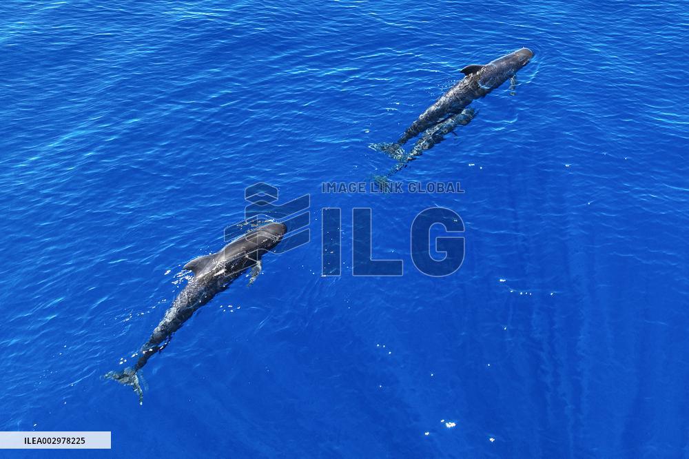 (HainanOutlook)CHINA-HAINAN-SHORT-FINNED PILOT WHALE-BIODIVERSITY (CN)