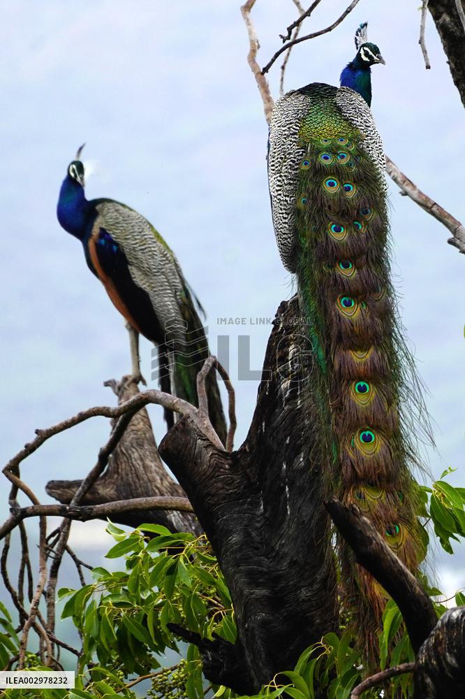 Peacock - Ajmer