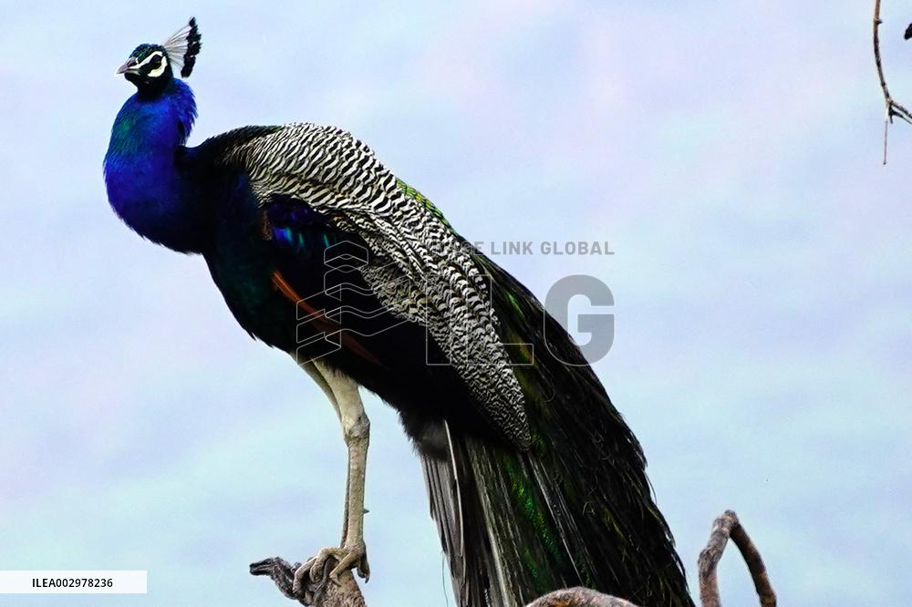 Peacock - Ajmer