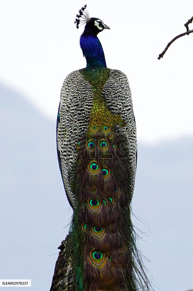 Peacock - Ajmer