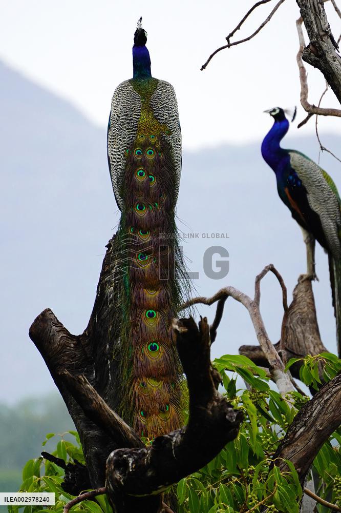 Peacock - Ajmer