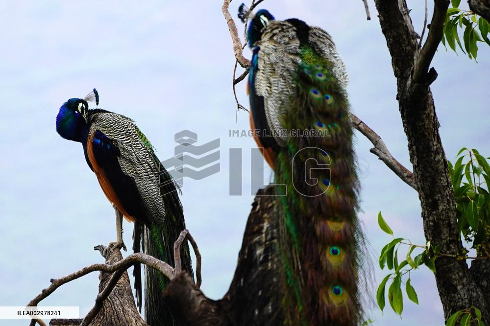 Peacock - Ajmer
