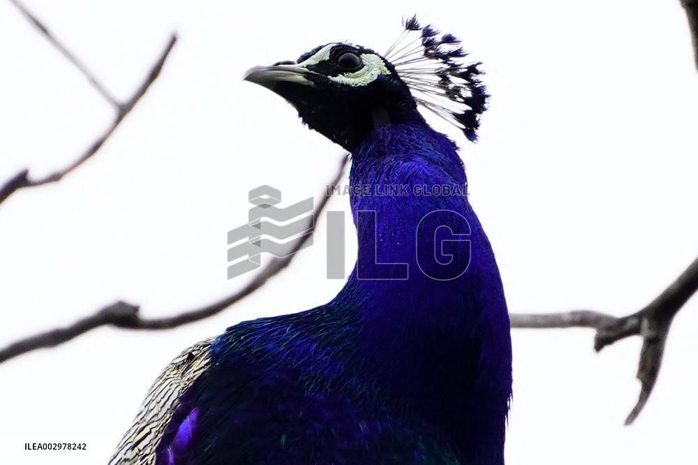 Peacock - Ajmer