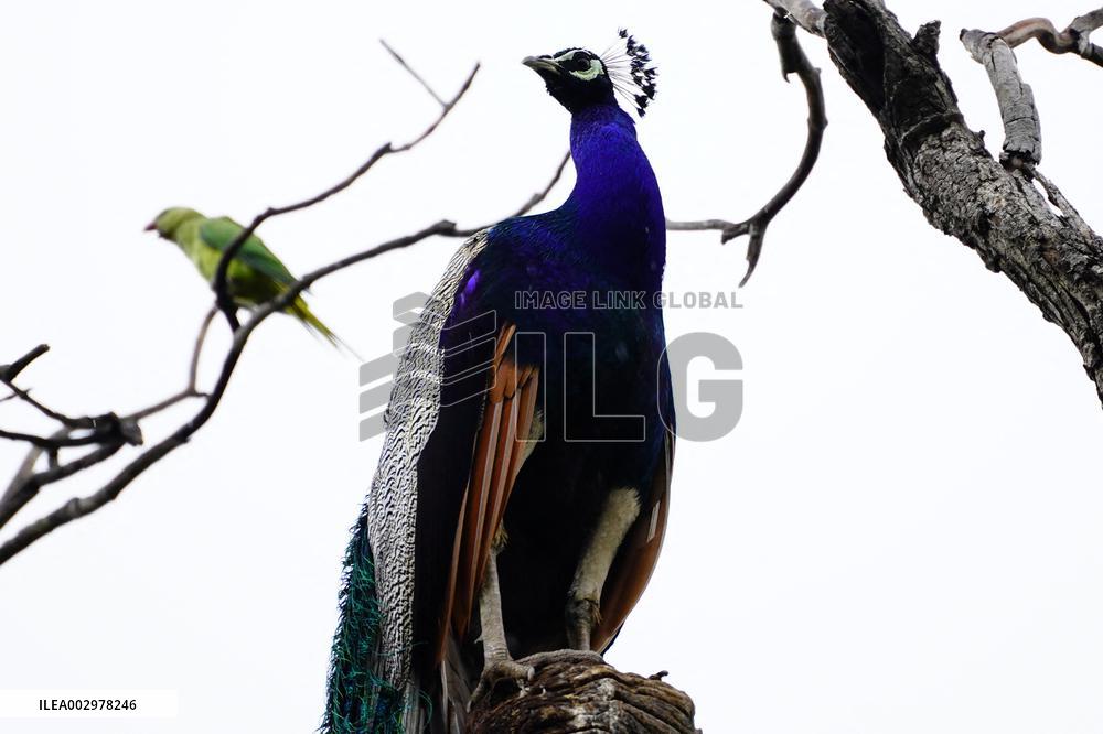 Peacock - Ajmer