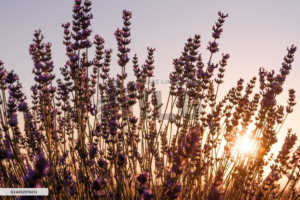 Lavender Fields - Spain